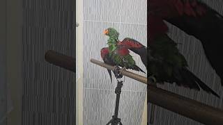 아기 뉴기니아 크롱이 주말목욕&드라이 feat.아마조나 모란형님들  #뉴기니아 #parrot #뉴기니아앵무 #birds #반려동물 #반려동물