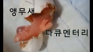 앵무새 다큐멘터리 (자막 설명) Documentary …