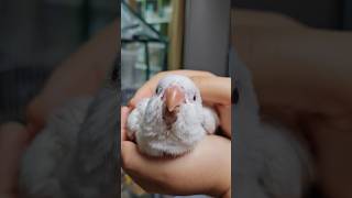 이뻐이뻐!!(강아지 간식 더 달라고 찡찡이소리ㅠ 주의) #퀘이커앵무새 #퀘이커 #이유조 # 반려조