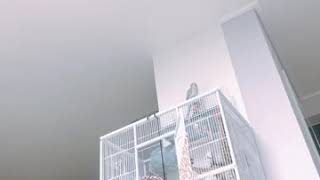 산토끼 부르는 퀘이커앵무 일구