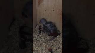 뉴기니아 와 마카우 뉴기니아 새끼 19일차 20190515 천둥 eclectus parrot baby 19days