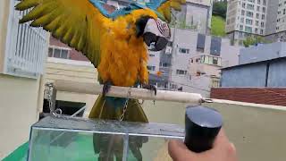 목욕을 즐기는 청금강앵무새 루카