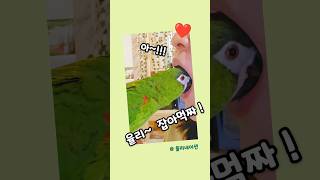 신기한⁉️앵무새 개인기 #한스마카우 율리