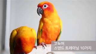 [앵무새 훈련] 코뉴어 10가지 트레이닝(Parrot …
