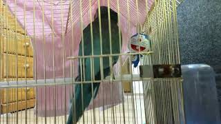 퀘이커앵무새 순도리♡부츄 실시간