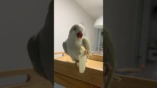 귀여운 앵무새 사과먹방 #퀘이커 #퀘이커앵무새