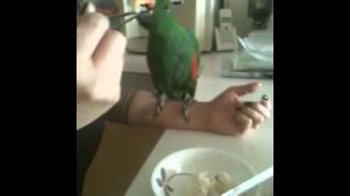 밥먹는 뉴기니아 앵무 뚱이
