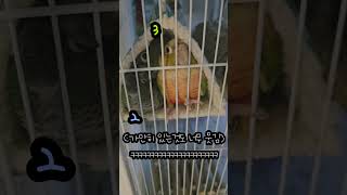 꼭 그렇게 자야만 했냐!!! #코뉴어 #birds #앵…