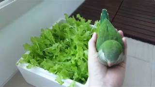 퀘이커앵무새 순도리♡부츄 실시간