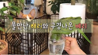 앵무새 물먹기  #한스마카우