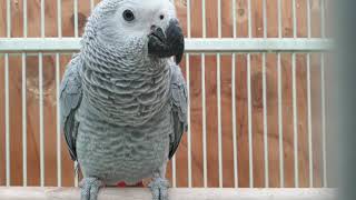 이월드 동물농장 회색앵무 레이 말배우기