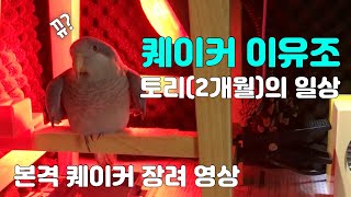 퀘이커 앵무새 이유조(2개월)의 하루