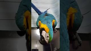 청금강 콴선생이 말하기를...."왜?" [Bluegold macaw QWAN talk why? ]