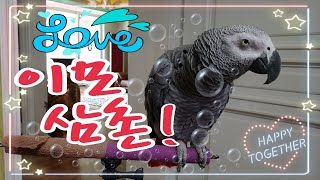 이모~아름다워요~연습중입니다~[연구대상앵무새똘이]
