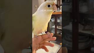 아이예뻐..를 얼마나 잘해주는지…#birds #parrot #앵무새 #문칙 #코뉴어