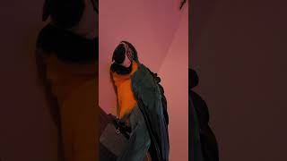 일로와바 #청금강 #청금강앵무새 #마카우 #parrot…