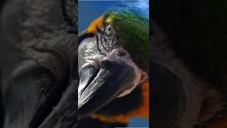 As charmosas e coloridas ARARAS #biologia #shorts  #bichoscuriosos