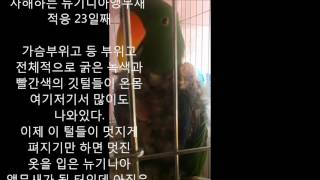 self injury Eclectus parrot th…