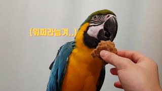 앵무새 의외의 간식? 앵무새들이 환장하는 빵이 있다 !