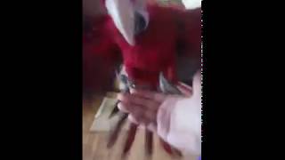 홍금강 앵무새 타미 - 호출훈련