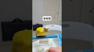 버찌는 '돌아' 연습 중 #birds #parrot #앵무새 #cute #코뉴어 #pets #썬칙코뉴어 #반려동물 #귀여운