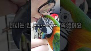 엄마의 끝없는 잔소리에 다시는 안싸우겠다고 약속하는 앵무새 #할리퀸마카우마르코 #왕크왕귀 #약속