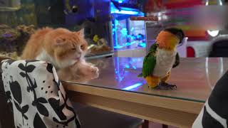 고양이 앵무새 그루밍..( 小狗 犬 पिल्ला   猫 बिल्ली 宠物 ペットcat dog parrot grooming)의 사본