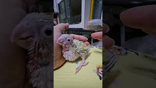 아가 어떻게 이렇게 이쁘니 #앵무새 #이유조 #코뉴어 #parrot