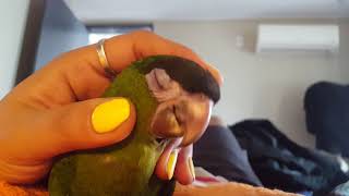 한스마카우 앵무새 키우기 - 띵동 5일차