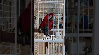 인사성이 없는 홍금강 앵무새~ #홍금강 #bird #앵…
