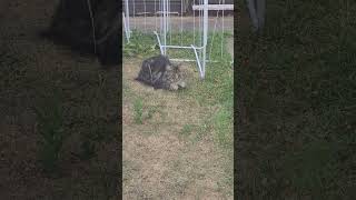 Quaker Parrot and the Neighbou…