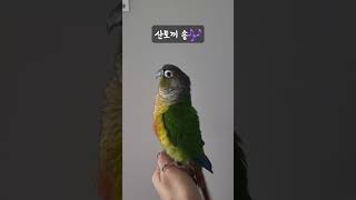 코뉴어 셋중에 흥이 제일 많은 써니 #parrot #b…