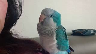[짤~영상] 퀘이커앵무새 순도리 말!말!말 ㅋㅋㅋㅋ