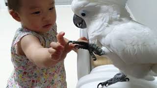 동생이 무지 귀찮지만 아기라서 봐주는 순둥이 앵무새 나나공주님