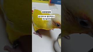이유식 먹방 #parrot #앵무새 #birds #bi…