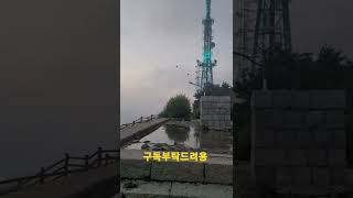 바람타고 비행하는 청금강앵무새 3 #shorts