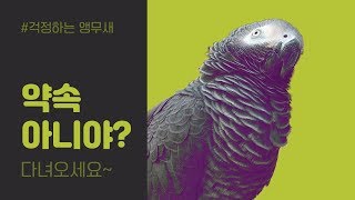연구대상앵무새똘이회색앵무새 겨울이왔나봐요 감기조심하세요