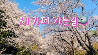 첫 새 카페 가는길(벚꽃터널)