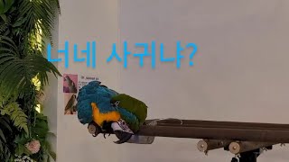 청금강앵무새 털 골라주는 한스마카우