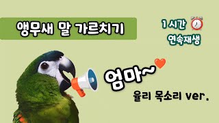 엄마❤ 앵무새말가르치기 - 1시간 연속재생 #한스마카우 율리목소리