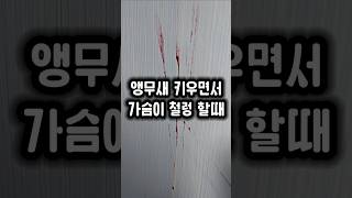 퇴근하고 방안을 보는데 심장이 철렁했어요  #앵무새 #abc주스