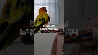 써니~제대로 필 받았구나!  #썬코뉴어 #parrot #앵무새 #노래 #song #춤추는 #dancing #써니