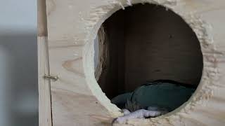 #휘파람잘부는 &quot;소원이&quot;#블루퀘이커 …