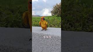 APT챌린지 하는 앵무새#앵무새 #썬코뉴어#APT#cute#코뉴어