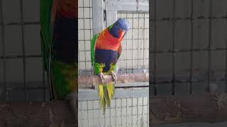 졸음 앞에서는 장사 없는 숫놈 그 틈을 타 둥지 안에 포란 알 갯수를 알고 싶은데 암놈이 제대로 품고 있어서 확인 할 방법이 없음