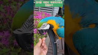 잣 주는 척 하고 아몬드 줘보기 #청금강 #청금강앵무새 #macaw