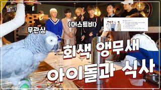 회색앵무새, 아이돌그룹과 스페인 식사를 하다