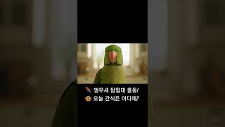  앵무새 탐험대 출동!  오늘 간식은 어디에? #parrot #동물키우기 #birds #동물키우기 #루티노퀘이커 #웃긴영상 #동물 #유머