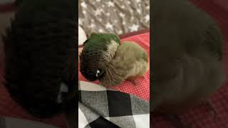 아주 사아좋고 보기좋아 #앵무새 #코뉴어앵무새