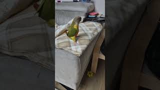 파인애플 코뉴어 아이좋아♡